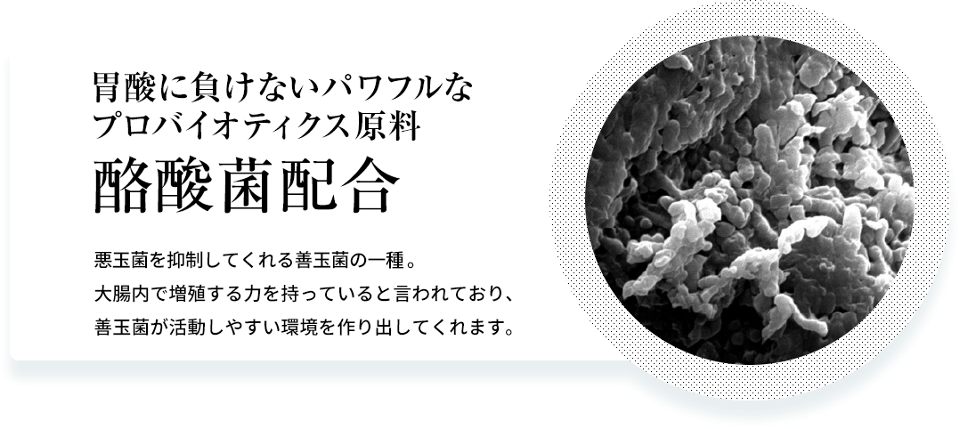 胃酸に負けないパワフルなプロバイオティクス原料「酪酸菌配合」悪玉菌を抑制してくれる善玉菌の一種。大腸内で増殖する力を持っていると言われており、善玉菌が活動しやすい環境を作り出してくれます。